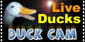 LiveDucks.com